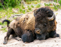 Bison laying down